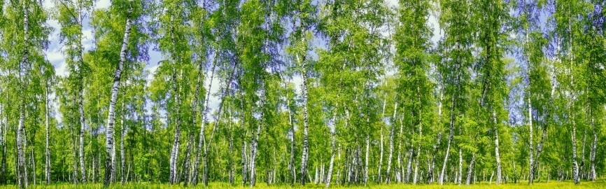 Картина на холсте Березовая роща, арт hd2052301